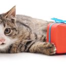 Gifts for cat lovers