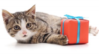 Gifts for cat lovers