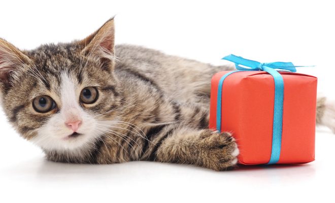 Gifts for cat lovers